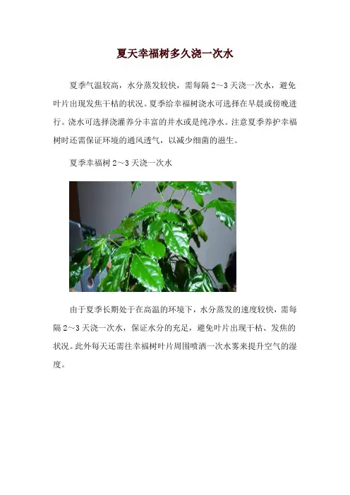 夏天幸福树多久浇一次水