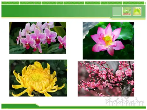 人教版初中生物七上3.开花和结果课件(共17张PPT)