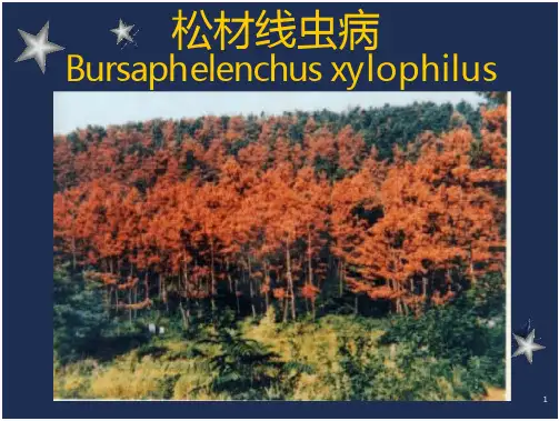 松材线虫讲稿课件(29页)