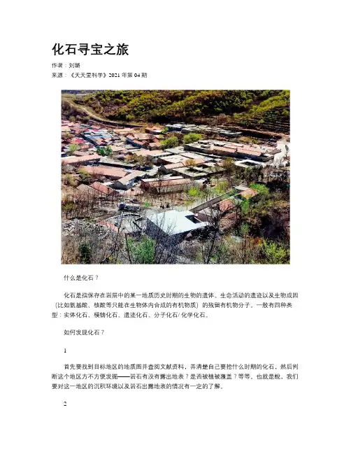 化石寻宝之旅