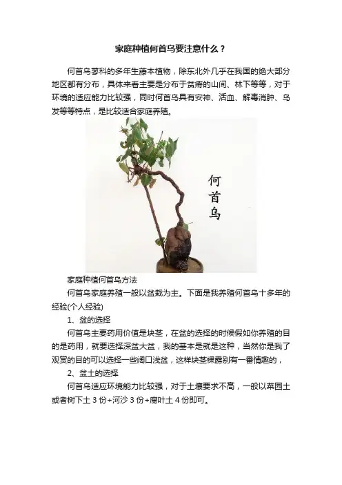 家庭种植何首乌要注意什么？