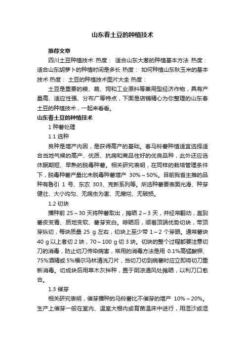 山东春土豆的种植技术