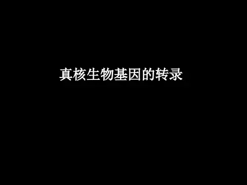 真核生物RNA聚合酶