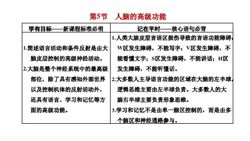 2024-2025学年高二生物选择性必修1(配人教版)上课课件第2章神经调节第5节人脑的高级功能