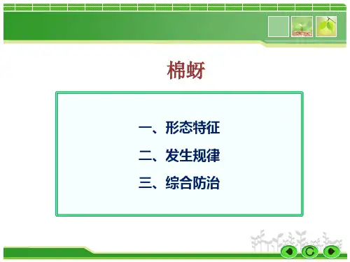 棉蚜防治技术
