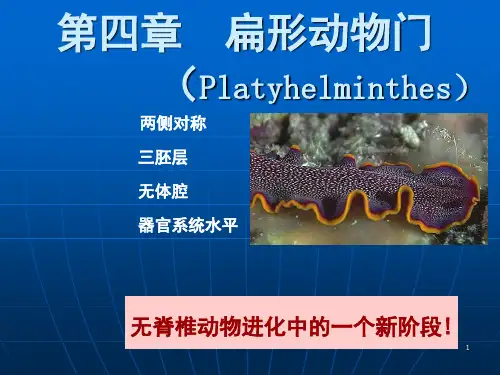 扁形动物