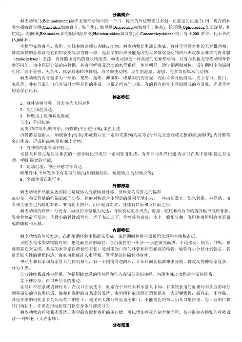 棘皮动物  海参