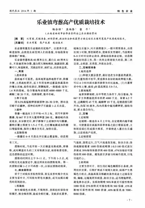 乐业镇弯葱高产优质栽培技术