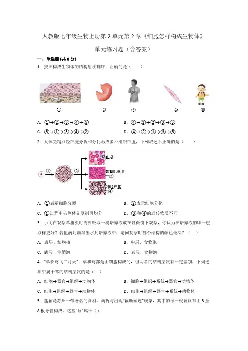 人教版七年级生物上册第2单元第2章《细胞怎样构成生物体》单元练习题(含答案)