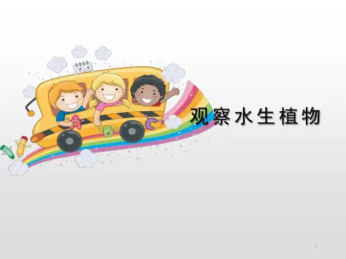 【精选】三年级上册科学课件-《观察水生植物》教科版 (共11张PPT)