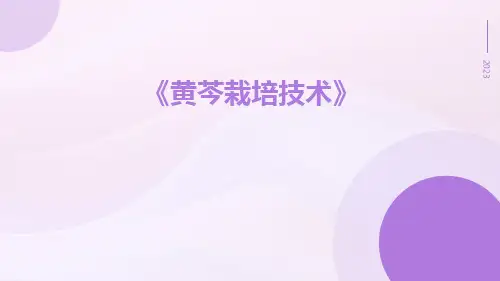 黄芩栽培技术