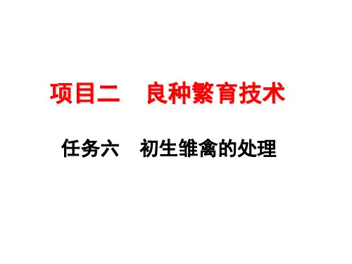初生雏禽的处理