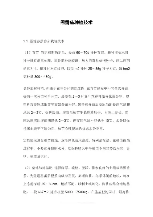 黑番茄种植技术