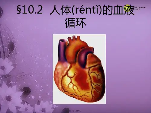 七年级生物下册 4.10.2 人体的血液循环课件一 (新版)苏教版