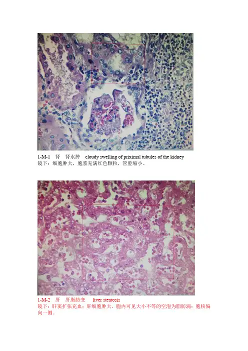 病理学镜下切片