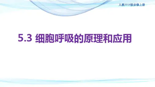 5.3 细胞呼吸的原理和应用课件【新教材2019】-人教版高中生物必修1分子与细胞(共32张PPT)
