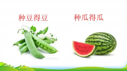 人教版高中生物必修二优秀课件：第一章第1节《孟德尔的豌豆实验(一)》(共30张PPT)