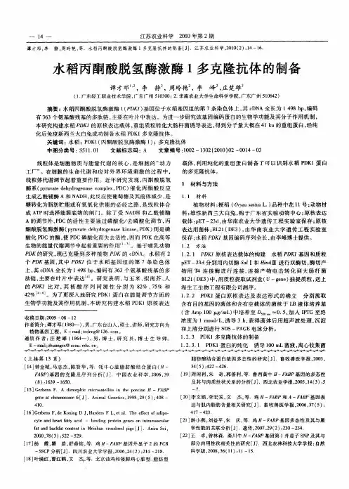 水稻丙酮酸脱氢酶激酶1多克隆抗体的制备
