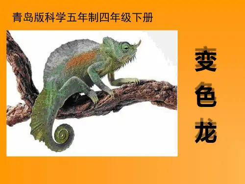 变色龙-PPT课件详解