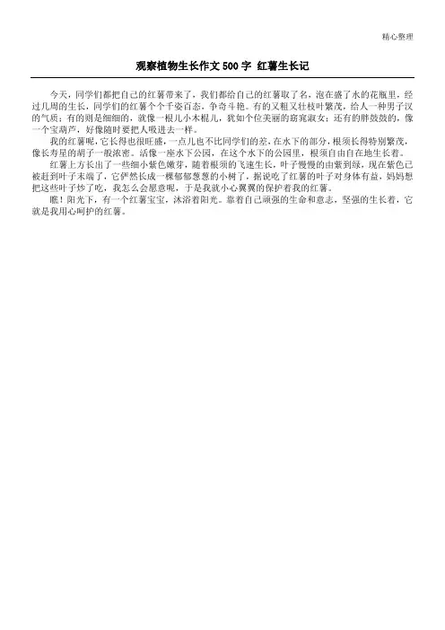 观察植物生长作文500字 红薯生长记