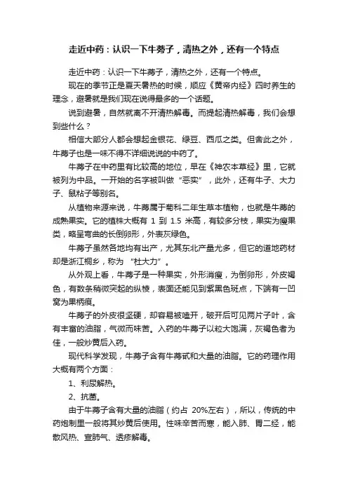 走近中药：认识一下牛蒡子，清热之外，还有一个特点