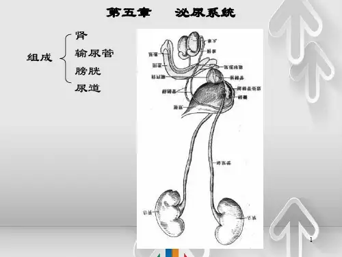 第五部分泌尿系统教学讲义