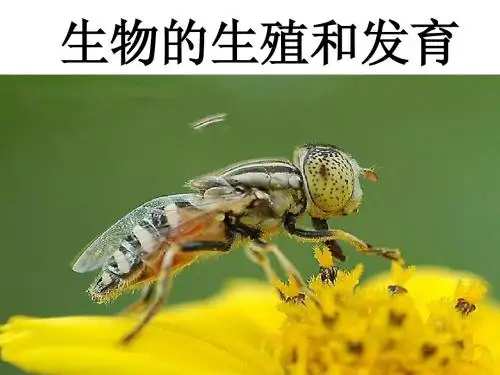 生殖和发育复习课件