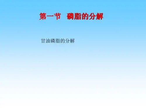 磷脂和糖脂的代谢