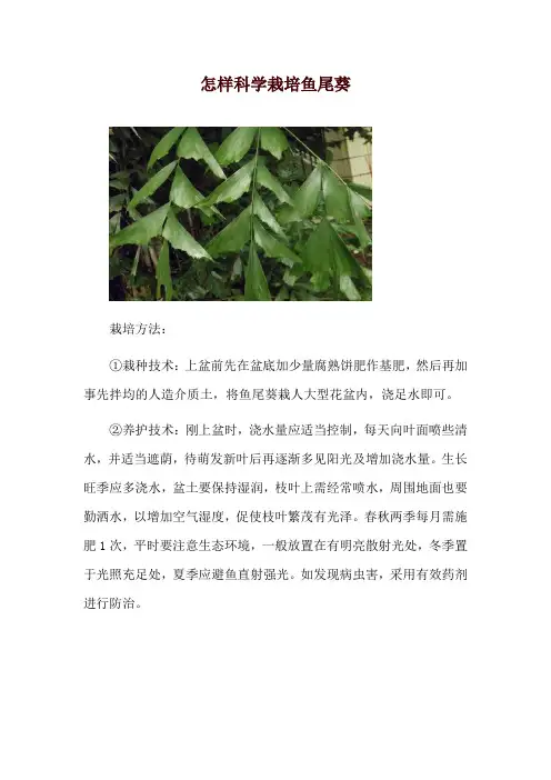 怎样科学栽培鱼尾葵