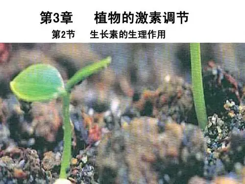 生长素的生理作用