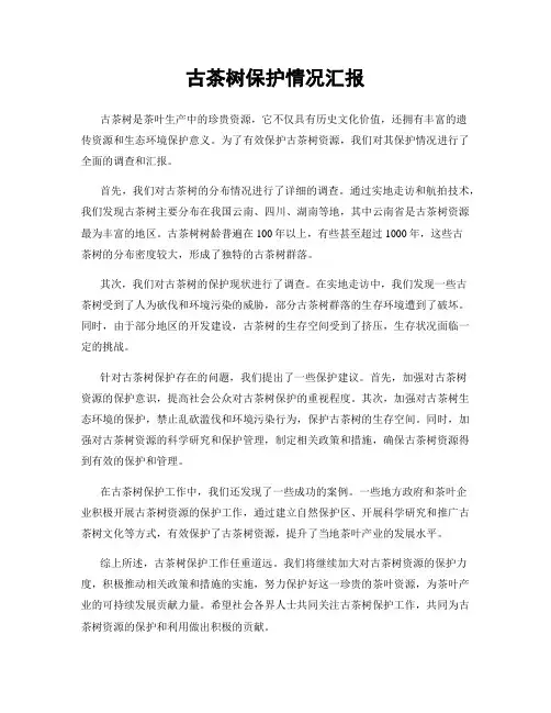 古茶树保护情况汇报