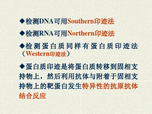 蛋白质杂交技术