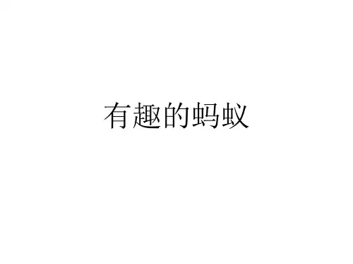 有趣的蚂蚁