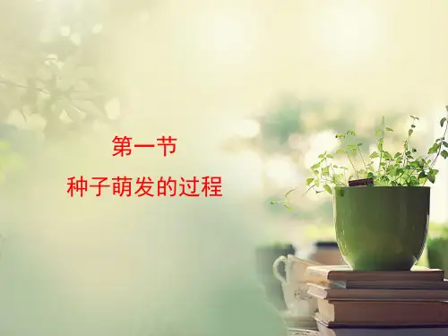 种子萌发的过程 ppt课件