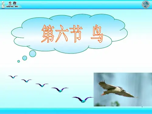新人教版初中八年级生物第六节鸟  6PPT课件