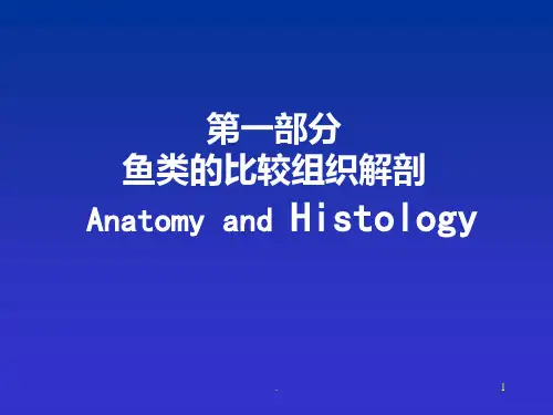 鱼类的比较组织解剖PPT课件