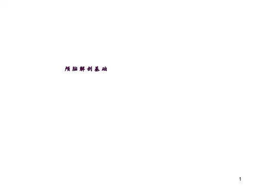 颅脑解剖学ppt课件