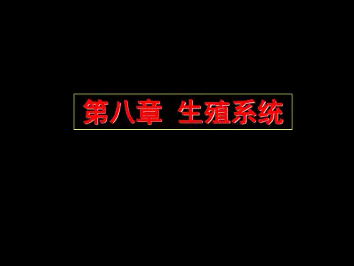 第八章 生殖系统(男女)