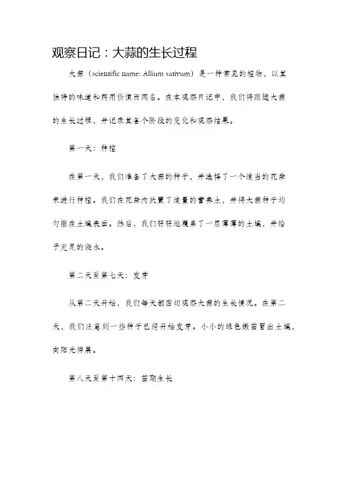 观察日记大蒜的生长过程