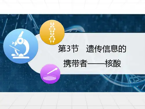 高中生物必修一第2章第3节遗传信息的携带者——核酸  课件(共33张PPT)_2[优秀课件][优秀课件]