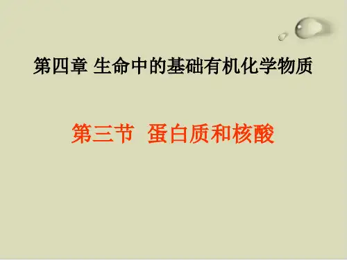 蛋白质和核酸精品课件1