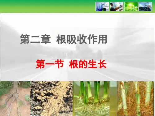 八年级上册生物第一节《根的生长》