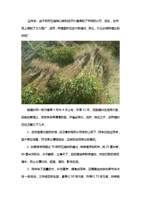 软籽石榴树苗什么时候种植好