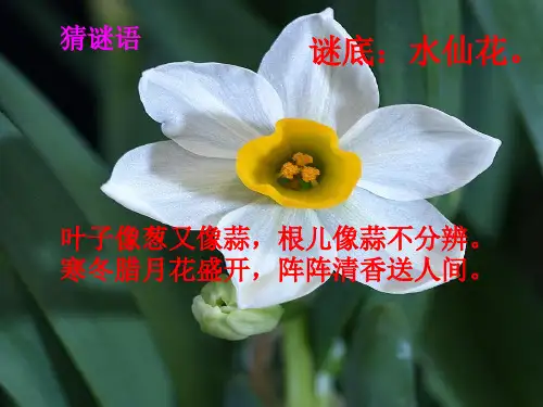 人教版三年级音乐上册：《对鲜花》课件1