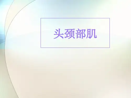头颈部肌肉ppt参考课件