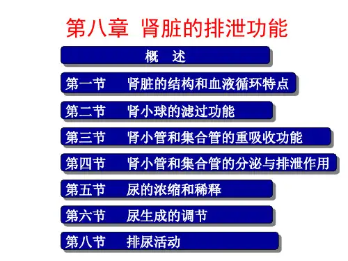 生理学肾脏的排泄功能