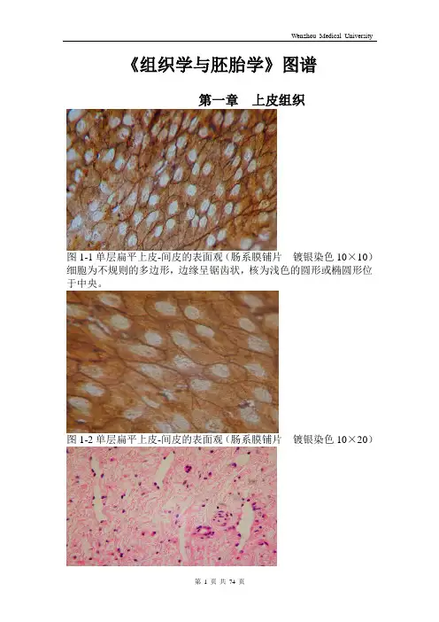 《组织学与胚胎学》全套图谱 详细版