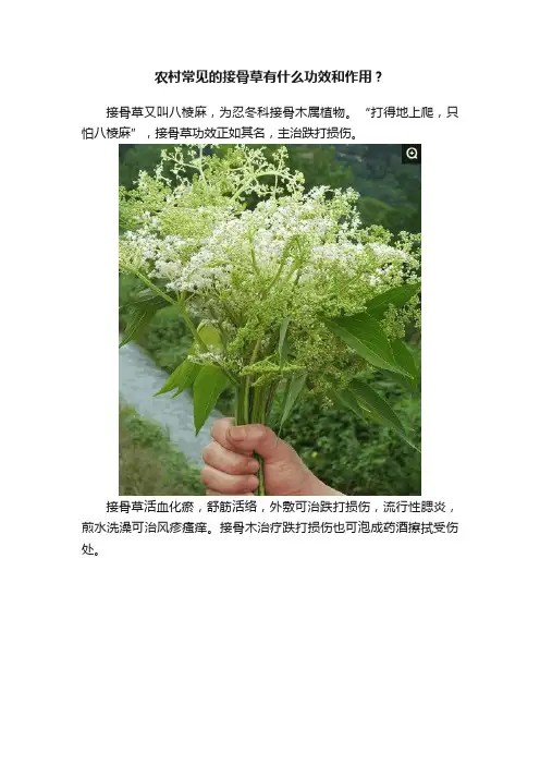 农村常见的接骨草有什么功效和作用？