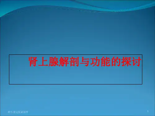 肾上腺的解剖与功能解读