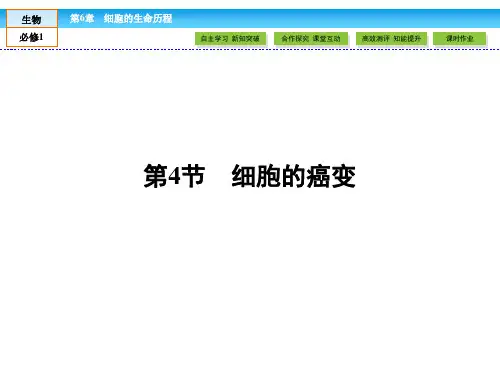(人教版)高中生物必修一：6.4《细胞的癌变》ppt课件